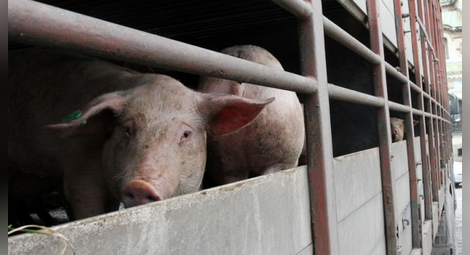 Няма данни за нови огнища на африканска чума по свинете