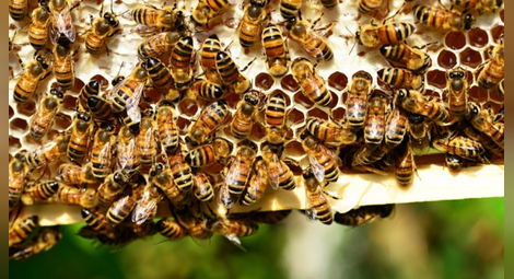 10 любопитни факта за пчелите