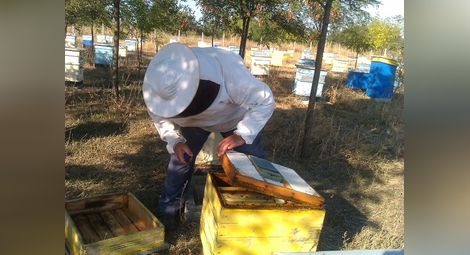 Над 1700 пчелари кандидатстват  за 4,76 милиона лева субсидии