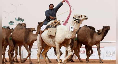 Дисквалифицираха 12 камили от конкурс за красота заради ботокс