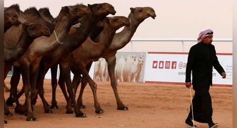 Дисквалифицираха 12 камили от конкурс за красота заради ботокс
