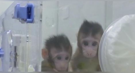 Китайци клонираха маймуни, идва ли ред на хората