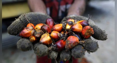 Справедливо ли е лошото отношение към палмовото масло?