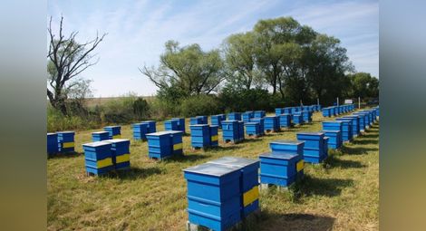 163 000 лева изплатени на русенски  пчелари през миналата година