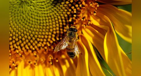 Обсъждат опазването на пчелите от пръскания