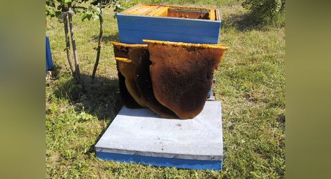 Пчеларите обвиняват полетата  с рапица за празните кошери