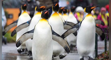 До края на века Антарктида ще остане без кралски пингвини