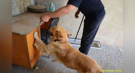 Митническото куче Рон надуши над 8 бака цигари
