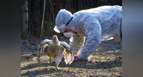 Откриха птичи грип във ферма в Добричко