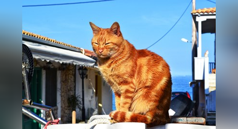Котките в Кипър са двойно повече от жителите на острова