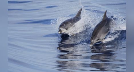 Украински военни делфини отиват в руския флот