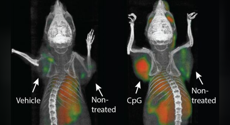 Ваксина срещу рак излекува 97% от туморите в мишки. Какво означава това за хората?