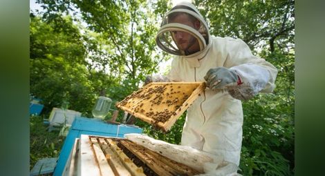 Отпускат още 800 000 лева за пчели майки и отводки