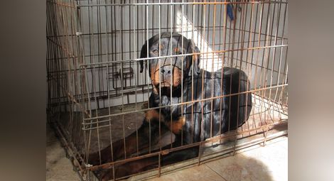 Ротвайлерът очаква съдбата си в приюта за бездомни животни. Снимка: „Утро“