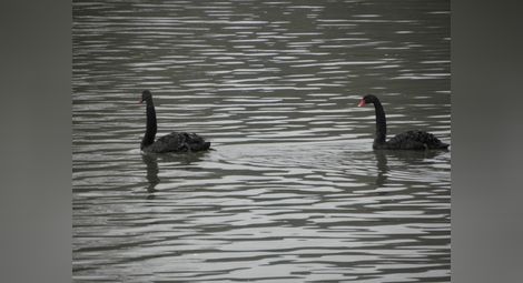 Двойка черни лебеди радват Благоевград /галерия/