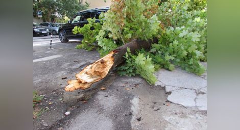 Опасно дърво рухна в бурята след години безплодни сигнали