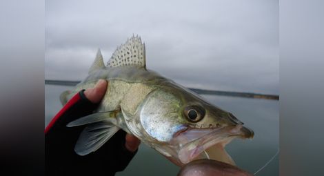 Удължиха забраната  за улов на бяла риба