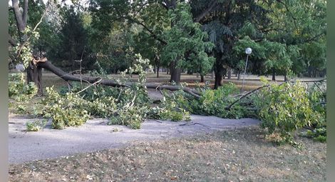 Режат само болни дървета за новите паркинги в парка