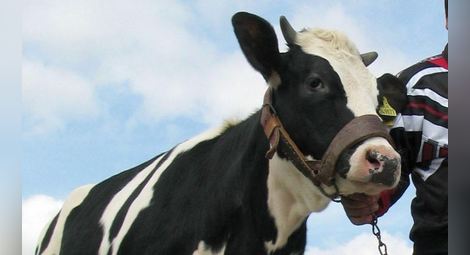 Гушкането на крави - нова модна терапия срещу 300 долара!