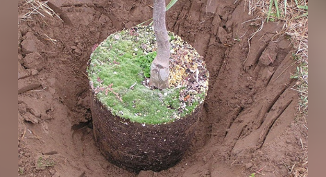 Засаждат 458 нови дървета след големите ремонти в Русе