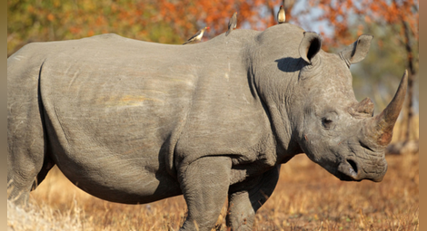 Пращат носорог от Единбург на любовна експедиция в Индонезия
