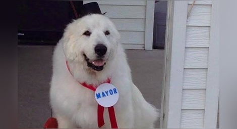 Куче се оттегля от кметски пост след четири мандата