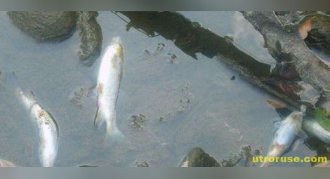 Липсата на кислород и високите температури са причина за измиране на риба в река Янтра