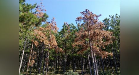 Климатът убива 230 декара иглолистни гори в Русенско