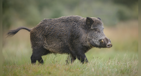 Земеделското министерство забрани груповия лов на дива свиня