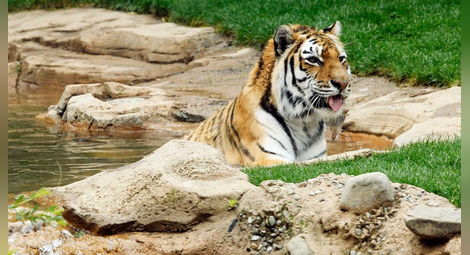 29 юли – Международен ден на тигъра: Заплашва ги не бракониерството, а обезлесяването