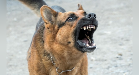 Куче нахапа полицай, собствениците му – в ареста