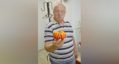 Био домати гиганти отгледа семейство в Ново село
