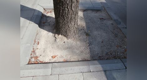 Ремонтът на тротоарите асфалтира дори и кестените по „Борисова“