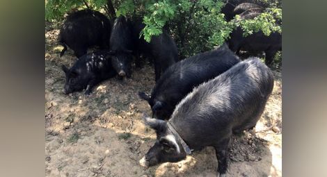 Заразата може да унищожи българска порода свине на 2500 години