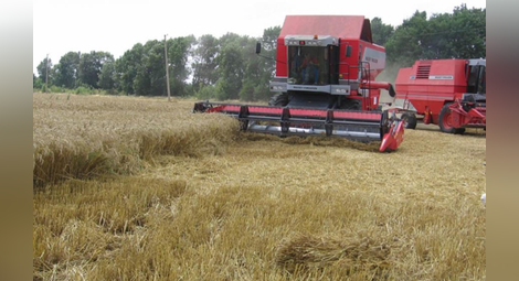 Само 50% от пшеницата от новата реколта става за хляб