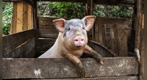 Съмнения за чума по свинете в провадийско село