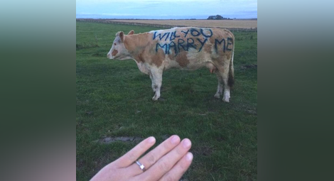 Мъж предложи брак на приятелката си върху... крава