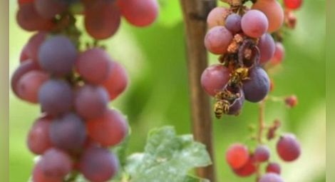 Лозари очакват лошо качество и критично ниски добиви на грозде