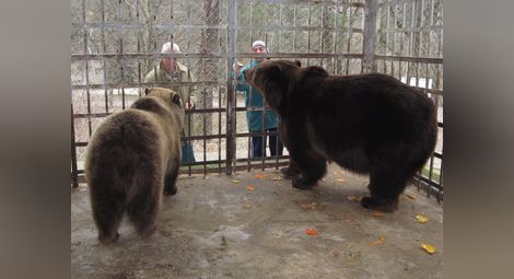 Подобряват спешно условията за живот на мечките в Лесопарка