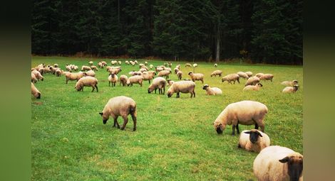 Пускат на търг над 3200 декара пасища