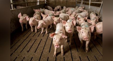 Свиневъди се опасяват от карантина  заради африканската чума