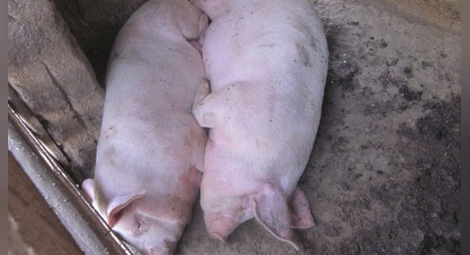 По 70 лева обезщетение за фермерите заради чумата по свинете