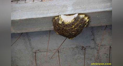 Недостроеното Доходно се превърна в Пчелина на Божко