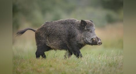 Груповият лов на дива свиня  остава забранен в Русенско