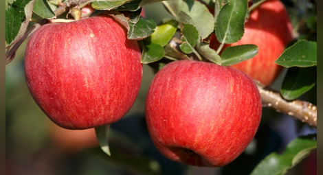 Кората на ябълките „убива“ раковите клетки