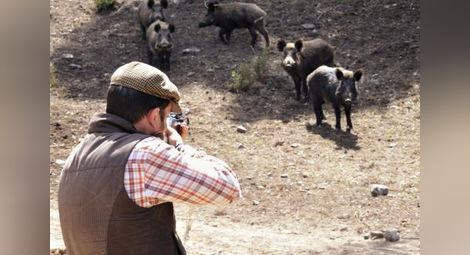 Груповият лов на дива свиня остава забранен