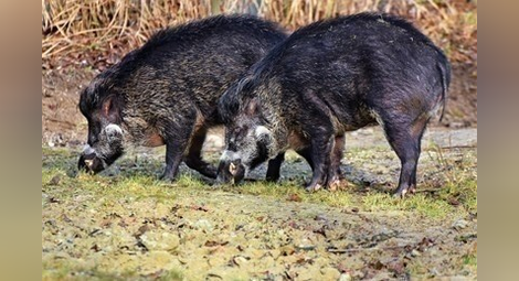 Намаляват ограниченията за лов на диви свине от този уикенд