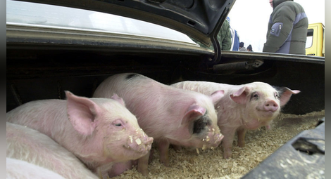 Еврокомисията започва спешен одит на ситуацията с африканската чума по свинете в Румъния