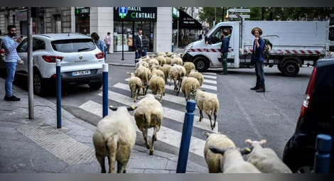 Овчи прайд се провежда в Париж