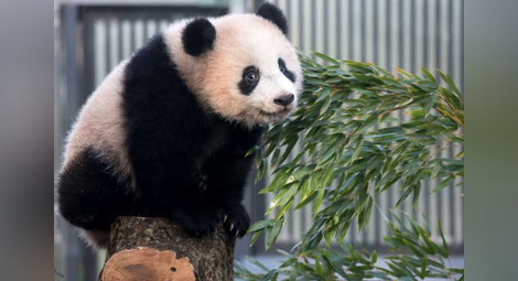 Китайските власти забраниха снимките с панди
